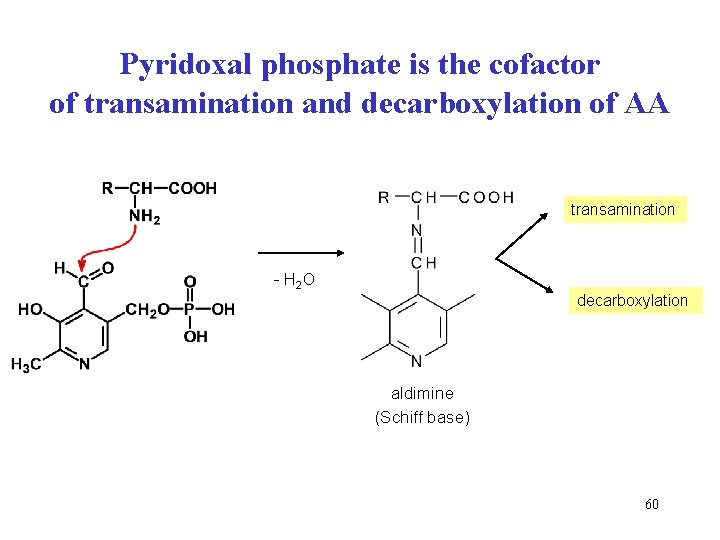 Pyridoxal phosphate is the cofactor of transamination and decarboxylation of AA transamination - H Pyridoxal phosphate is the cofactor of transamination and decarboxylation of AA transamination - H