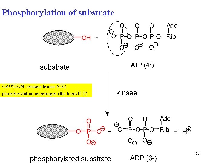 Phosphorylation of substrate CAUTION: creatine kinase (CK) phosphorylation on nitrogen (the bond N-P) phosphorylated Phosphorylation of substrate CAUTION: creatine kinase (CK) phosphorylation on nitrogen (the bond N-P) phosphorylated
