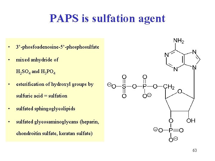 PAPS is sulfation agent • 3’-phosfoadenosine-5’-phosulfate • mixed anhydride of H 2 SO 4