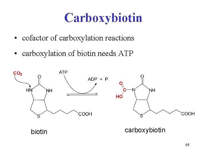 Carboxybiotin • cofactor of carboxylation reactions • carboxylation of biotin needs ATP biotin carboxybiotin