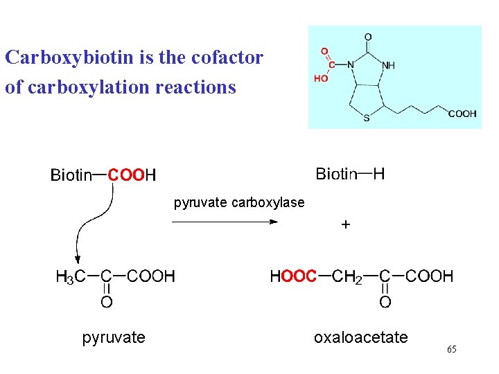 Carboxybiotin is the cofactor of carboxylation reactions pyruvate carboxylase + pyruvate oxaloacetate 65 Carboxybiotin is the cofactor of carboxylation reactions pyruvate carboxylase + pyruvate oxaloacetate 65