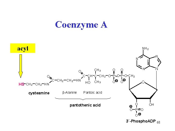 Coenzyme A acyl NH 2 N N CH 3 O O HS CH 2