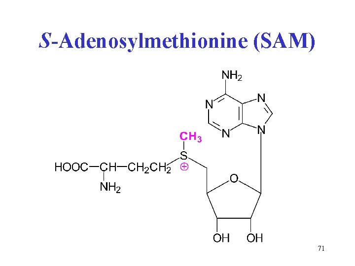 S-Adenosylmethionine (SAM) 71 