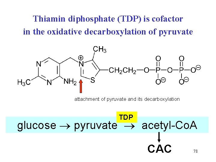 Thiamin diphosphate (TDP) is cofactor in the oxidative decarboxylation of pyruvate attachment of pyruvate Thiamin diphosphate (TDP) is cofactor in the oxidative decarboxylation of pyruvate attachment of pyruvate