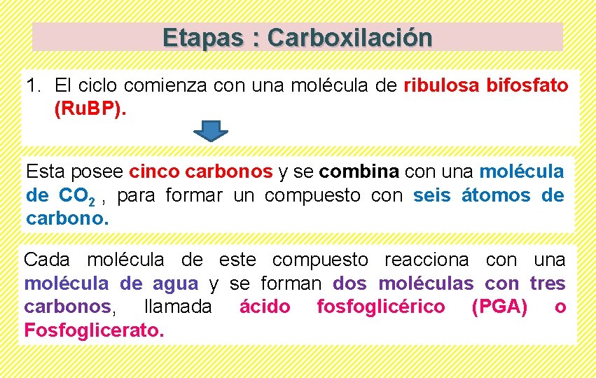 Etapas : Carboxilación 1. El ciclo comienza con una molécula de ribulosa bifosfato (Ru.