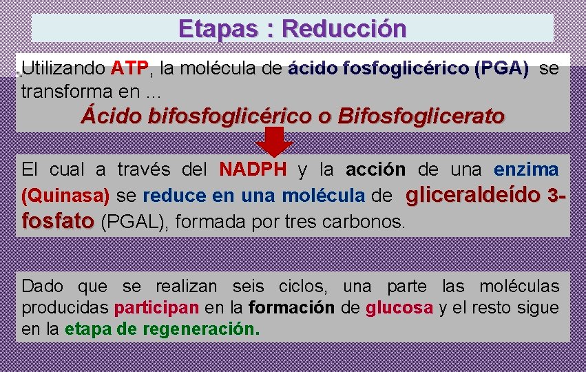 Etapas : Reducción Utilizando ATP, la molécula de ácido fosfoglicérico (PGA) se transforma en