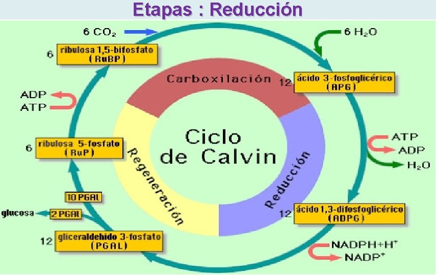 Etapas : Reducción 