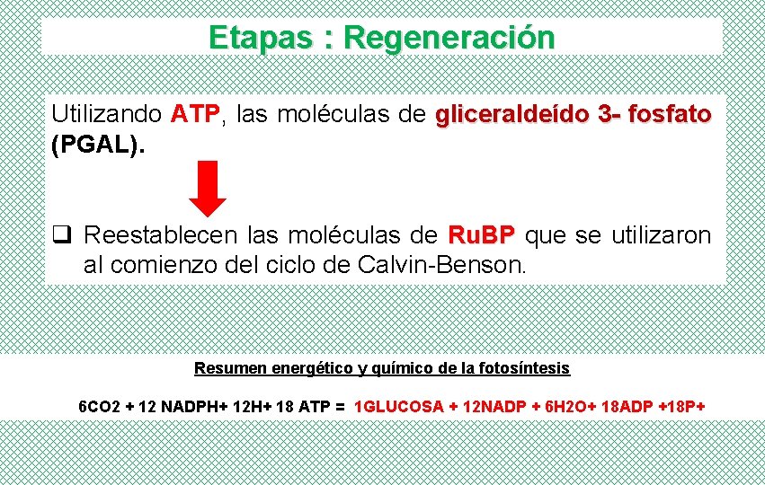 Etapas : Regeneración Utilizando ATP, las moléculas de gliceraldeído 3 - fosfato (PGAL). q