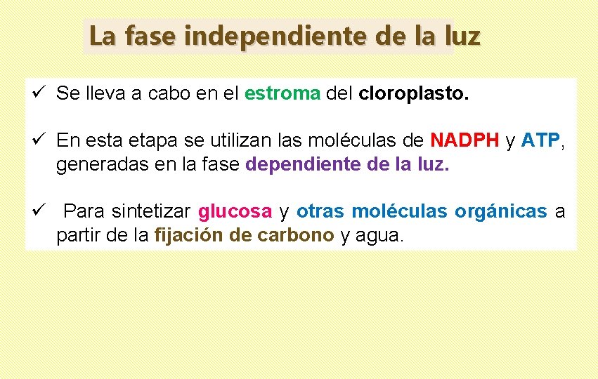 La fase independiente de la luz ü Se lleva a cabo en el estroma