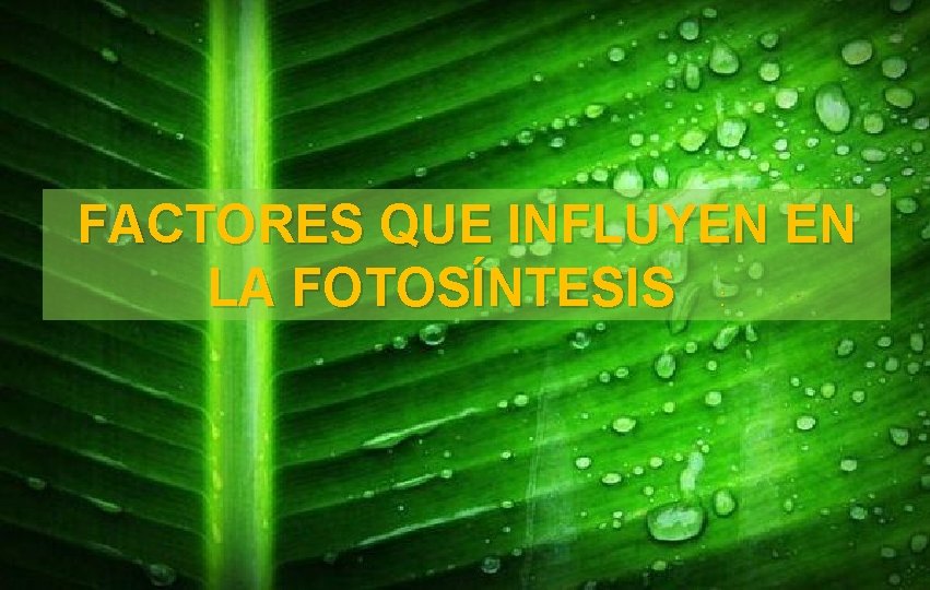 FACTORES QUE INFLUYEN EN LA FOTOSÍNTESIS : 