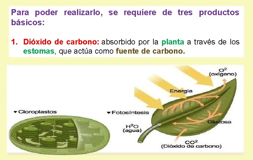 Para poder realizarlo, se requiere de tres productos básicos: 1. Dióxido de carbono: absorbido