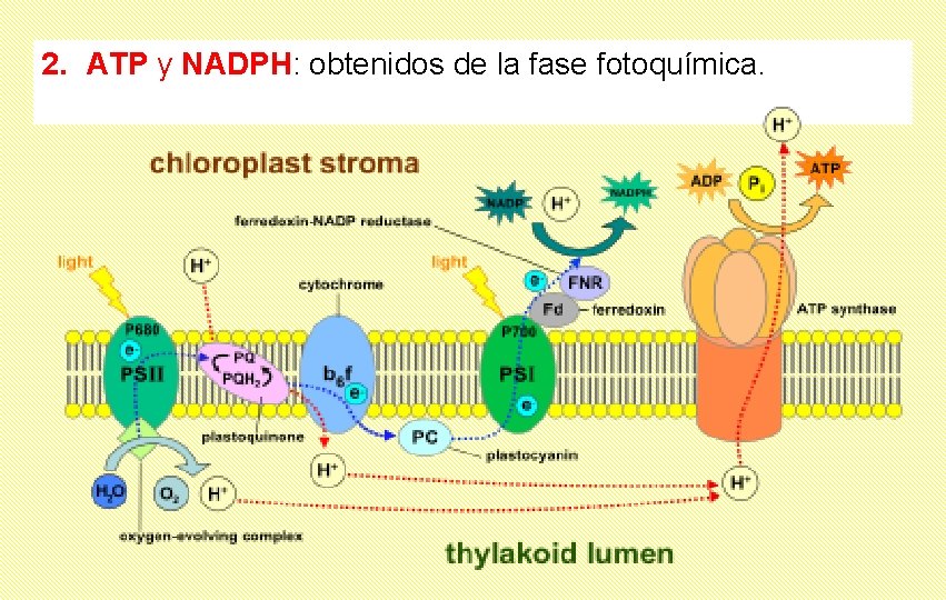 2. ATP y NADPH: obtenidos de la fase fotoquímica. 