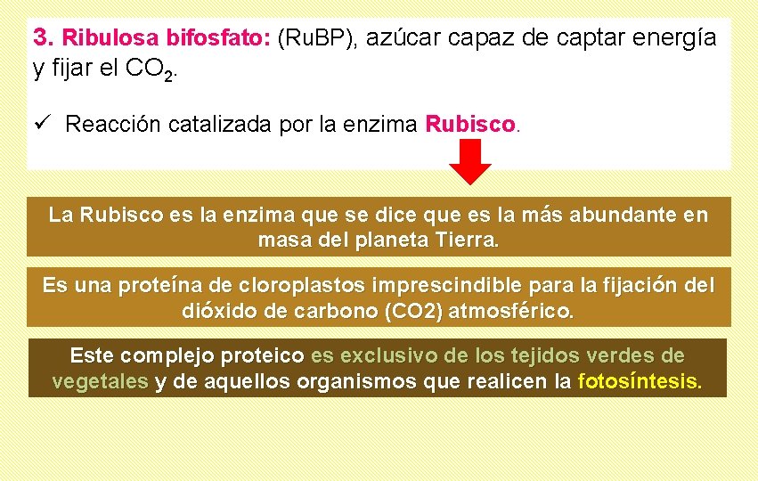 3. Ribulosa bifosfato: (Ru. BP), azúcar capaz de captar energía y fijar el CO