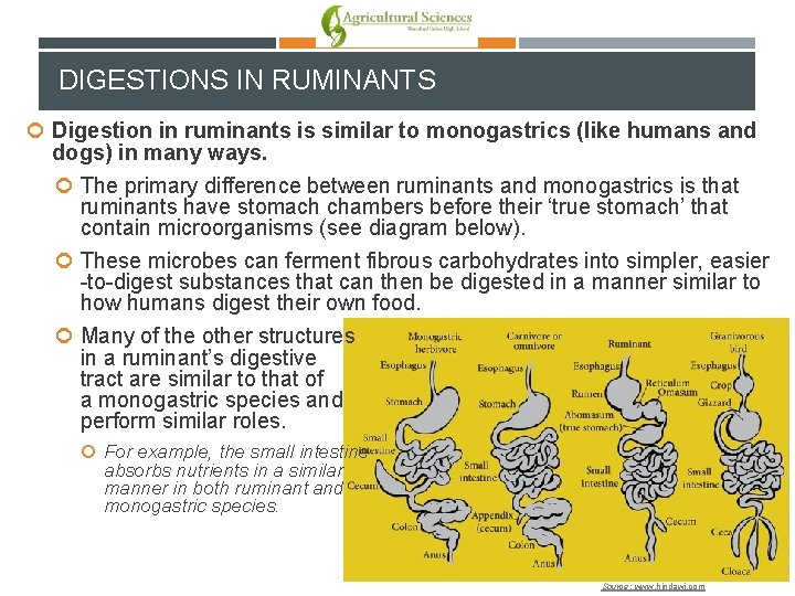 DIGESTIONS IN RUMINANTS Digestion in ruminants is similar to monogastrics (like humans and dogs)