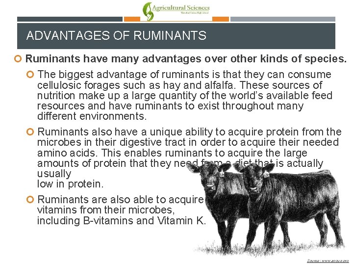 ADVANTAGES OF RUMINANTS Ruminants have many advantages over other kinds of species. The biggest