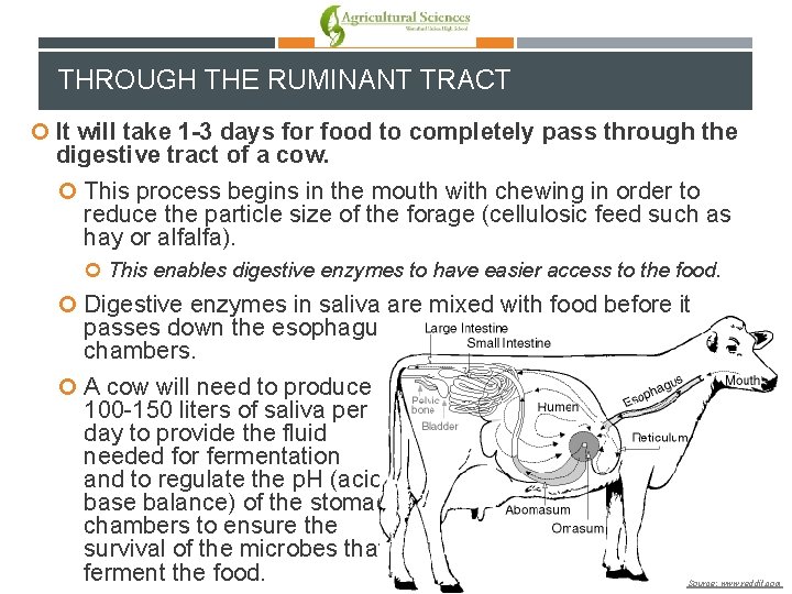 THROUGH THE RUMINANT TRACT It will take 1 -3 days for food to completely