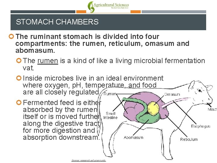 STOMACH CHAMBERS The ruminant stomach is divided into four compartments: the rumen, reticulum, omasum