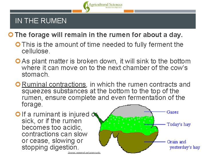 IN THE RUMEN The forage will remain in the rumen for about a day.