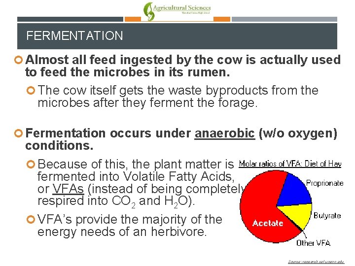 FERMENTATION Almost all feed ingested by the cow is actually used to feed the