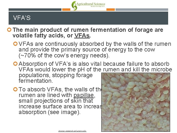 VFA’S The main product of rumen fermentation of forage are volatile fatty acids, or