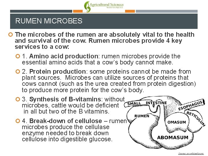 RUMEN MICROBES The microbes of the rumen are absolutely vital to the health and