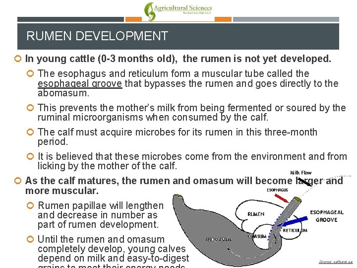 RUMEN DEVELOPMENT In young cattle (0 -3 months old), the rumen is not yet