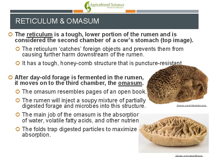 RETICULUM & OMASUM The reticulum is a tough, lower portion of the rumen and