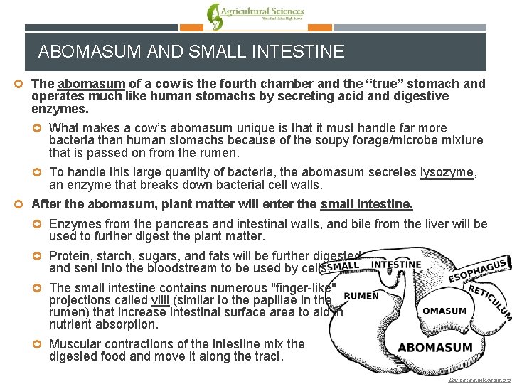 ABOMASUM AND SMALL INTESTINE The abomasum of a cow is the fourth chamber and