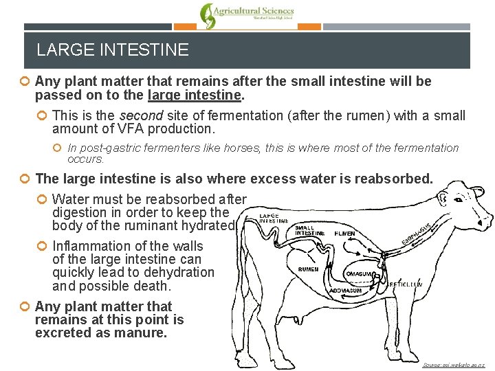 LARGE INTESTINE Any plant matter that remains after the small intestine will be passed