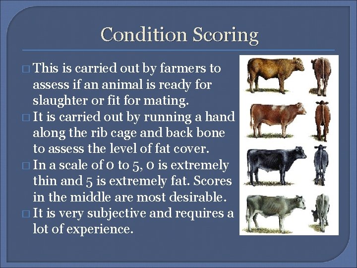 Condition Scoring � This is carried out by farmers to assess if an animal