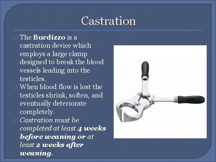 Castration The Burdizzo is a castration device which employs a large clamp designed to