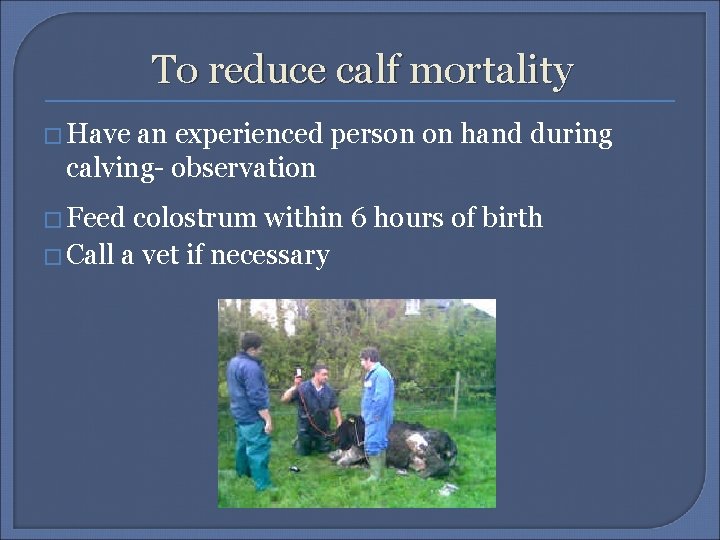 To reduce calf mortality � Have an experienced person on hand during calving- observation