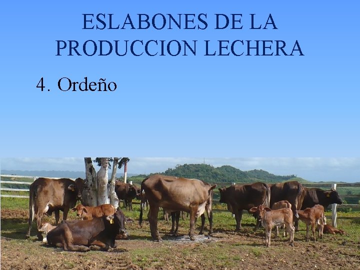 ESLABONES DE LA PRODUCCION LECHERA 4. Ordeño 