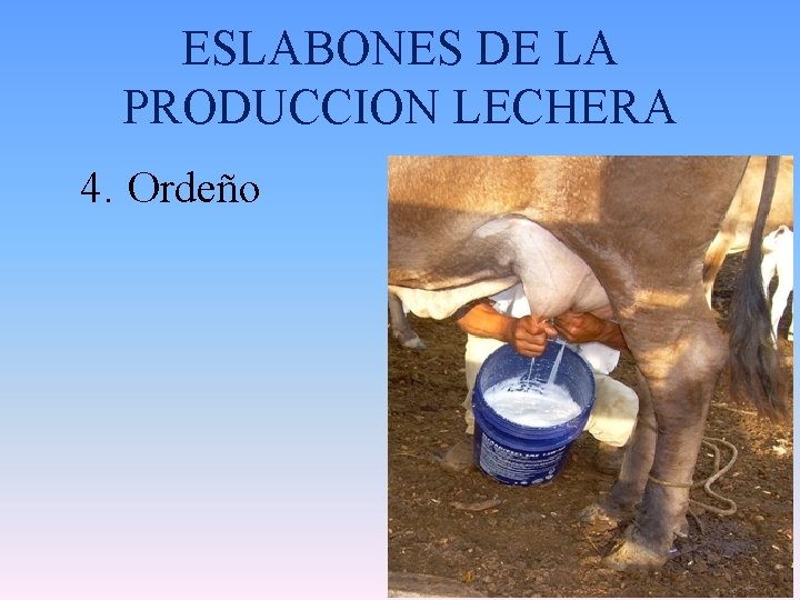 ESLABONES DE LA PRODUCCION LECHERA 4. Ordeño 