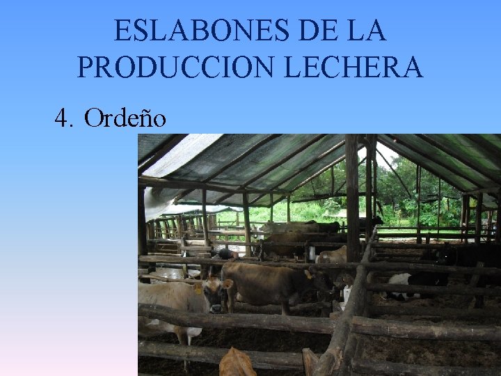 ESLABONES DE LA PRODUCCION LECHERA 4. Ordeño 