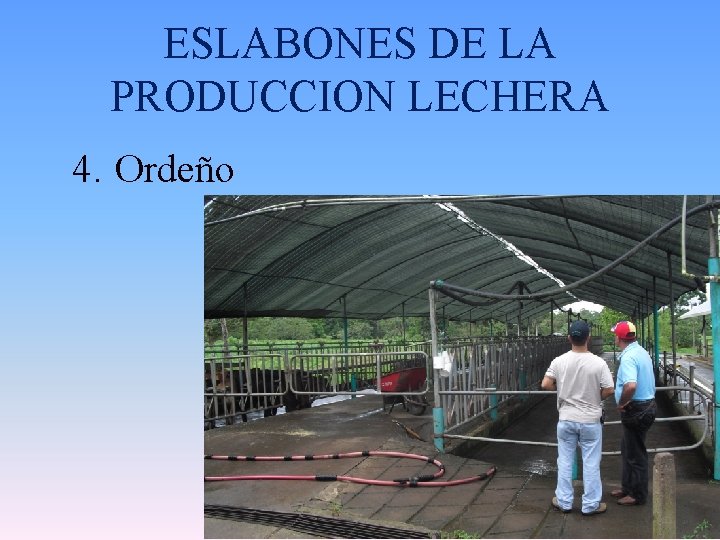 ESLABONES DE LA PRODUCCION LECHERA 4. Ordeño 