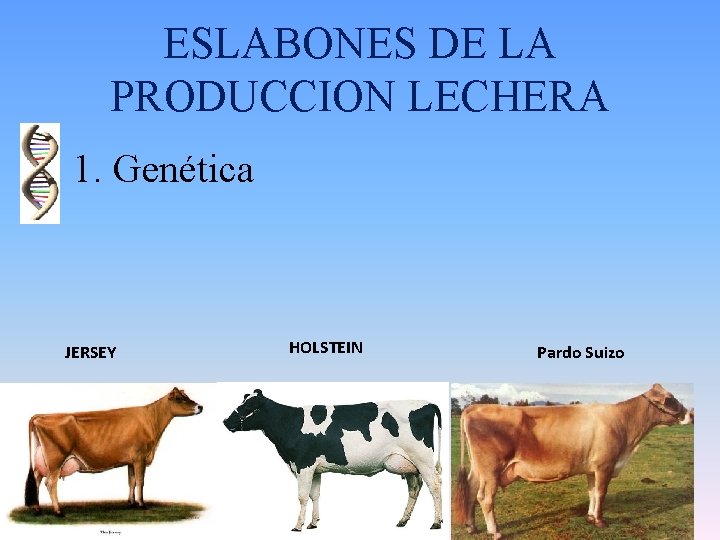 ESLABONES DE LA PRODUCCION LECHERA 1. Genética JERSEY HOLSTEIN Pardo Suizo 