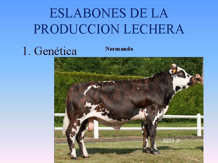 ESLABONES DE LA PRODUCCION LECHERA 1. Genética Normando 