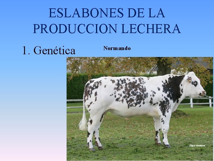 ESLABONES DE LA PRODUCCION LECHERA 1. Genética Normando 