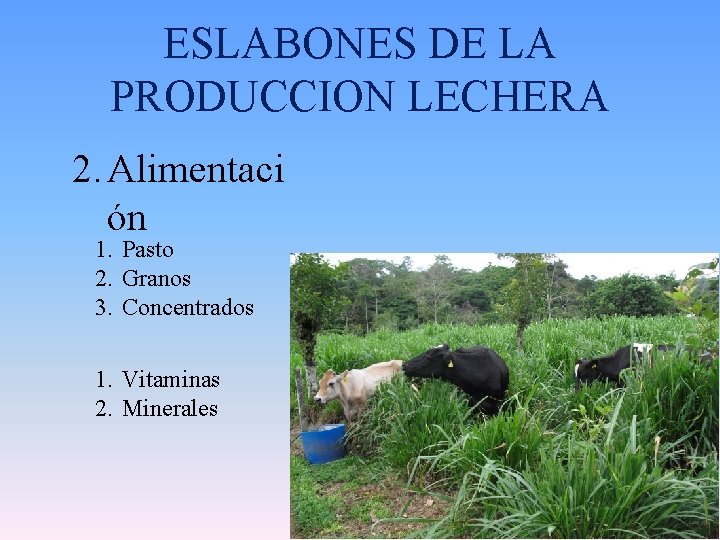 ESLABONES DE LA PRODUCCION LECHERA 2. Alimentaci ón 1. Pasto 2. Granos 3. Concentrados