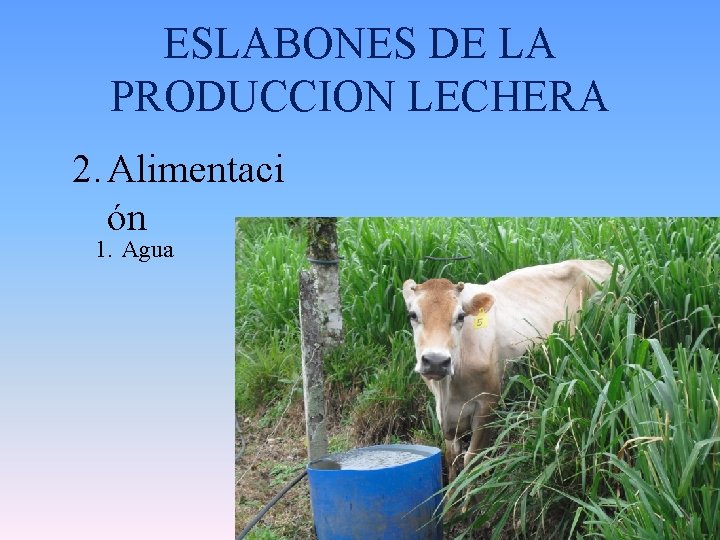 ESLABONES DE LA PRODUCCION LECHERA 2. Alimentaci ón 1. Agua 