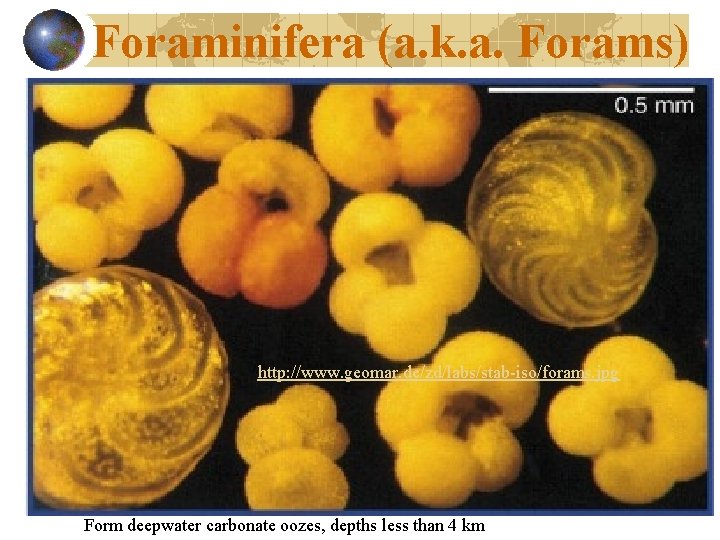 Foraminifera (a. k. a. Forams) http: //www. geomar. de/zd/labs/stab-iso/forams. jpg Form deepwater carbonate oozes,