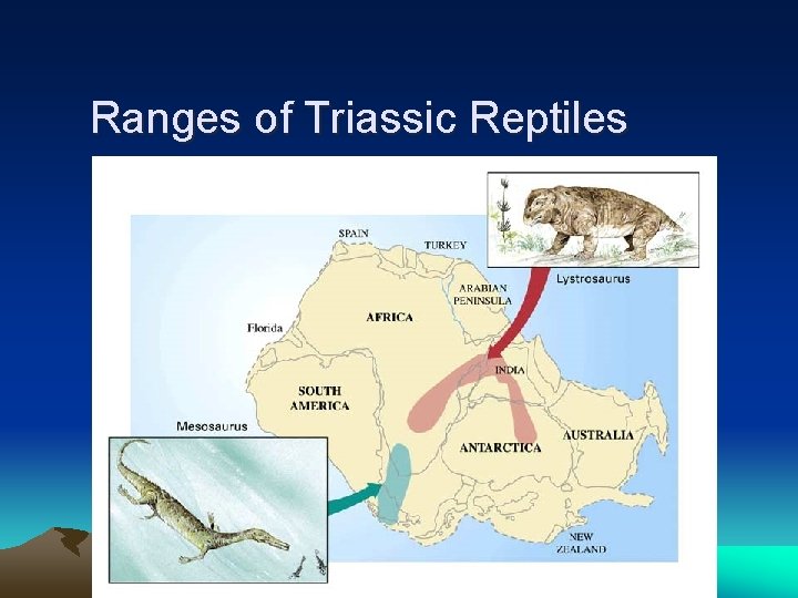 Ranges of Triassic Reptiles 