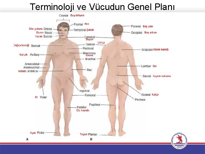 Terminoloji ve Vücudun Genel Planı 