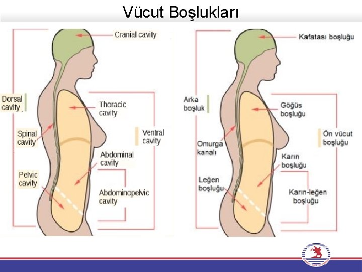 Vücut Boşlukları 
