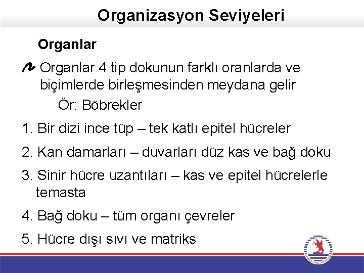 Organizasyon Seviyeleri Organlar 4 tip dokunun farklı oranlarda ve biçimlerde birleşmesinden meydana gelir Ör: