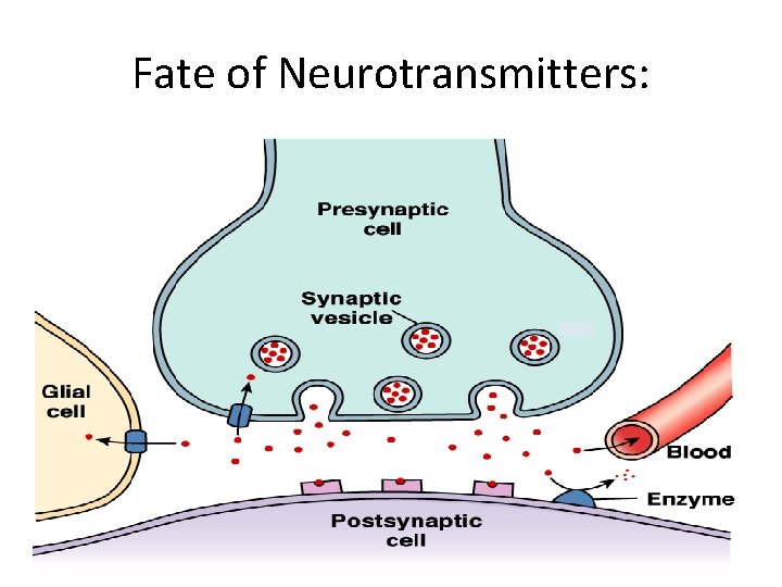 Fate of Neurotransmitters: 