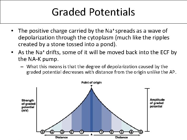 Graded Potentials • The positive charge carried by the Na+ spreads as a wave