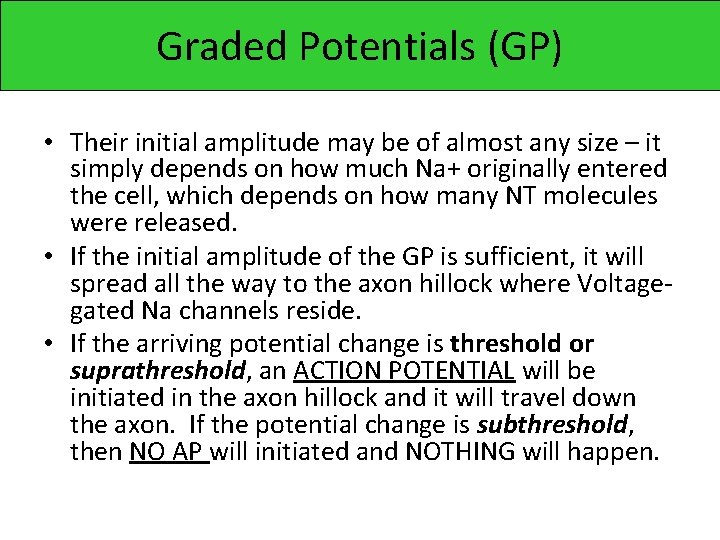 Graded Potentials (GP) • Their initial amplitude may be of almost any size –