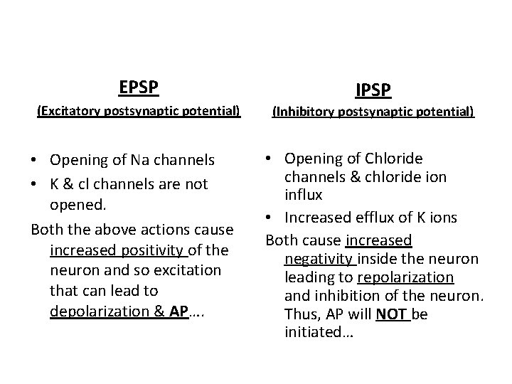 EPSP IPSP (Excitatory postsynaptic potential) (Inhibitory postsynaptic potential) • Opening of Na channels •